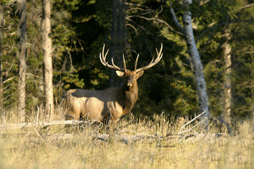 Big Bucks & Bulls