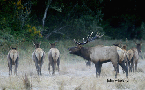 Big Bucks & Bulls