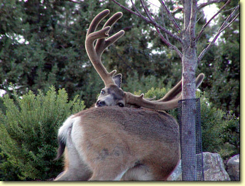 Backyard Trophies II