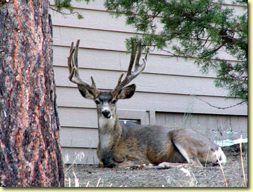 Backyard Trophies II