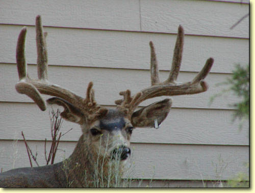 Backyard Trophies II