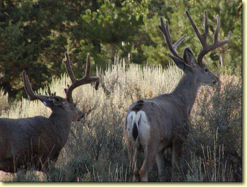 Backyard Trophies II