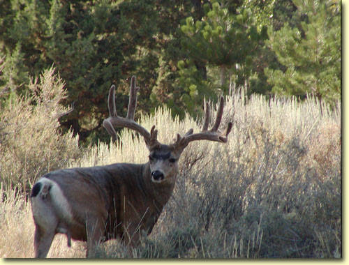 Backyard Trophies II