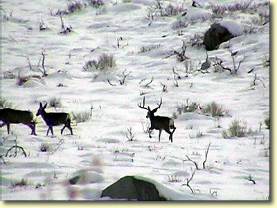 Big Bucks In California