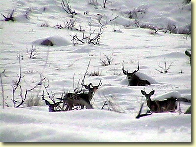 Big Bucks In California