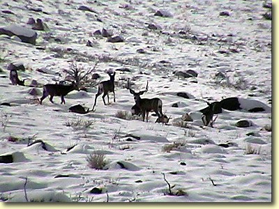 Big Bucks In California