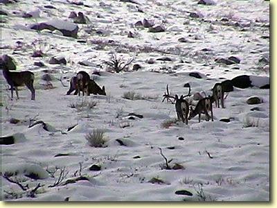 Big Bucks In California