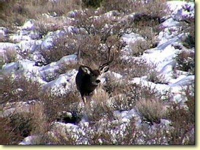 Big Bucks In California