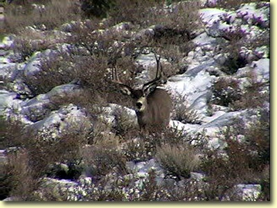 Big Bucks In California