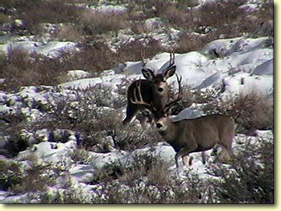 Big Bucks In California