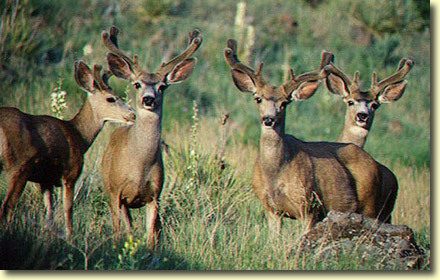 Velvet Bucks