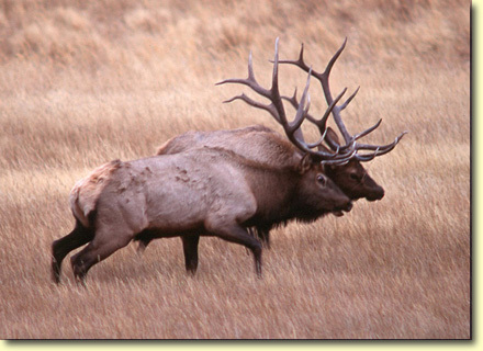 Awesome Bulls by Peter Eades