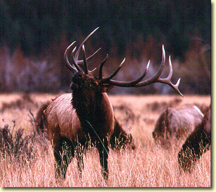 Awesome Bulls by Peter Eades