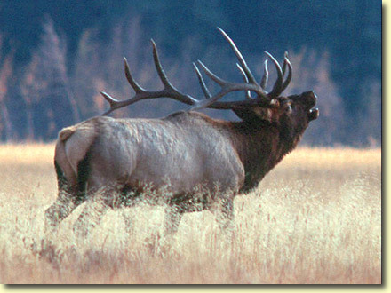 Awesome Bulls by Peter Eades