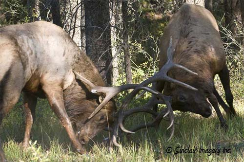 Northern Wildlife