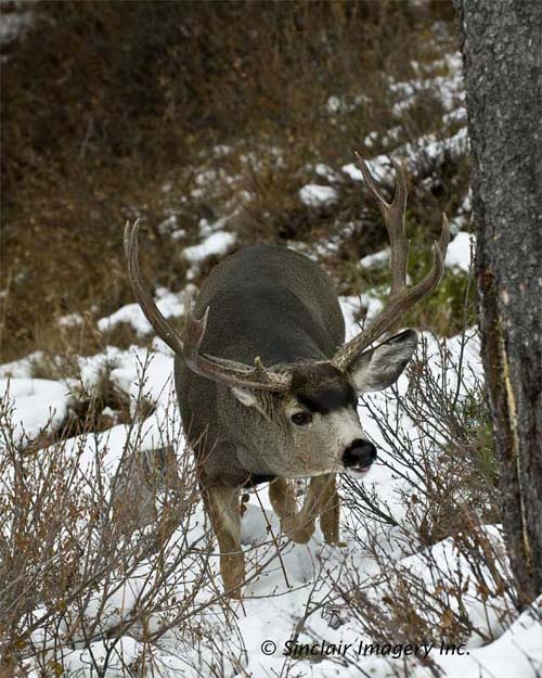 Northern Wildlife