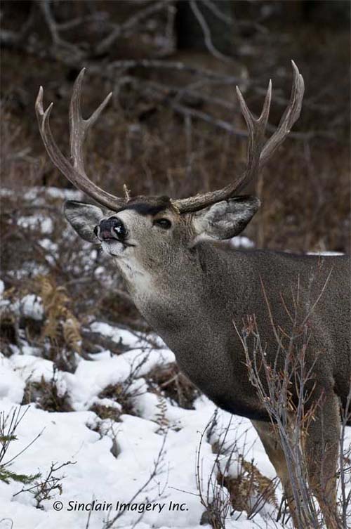 Northern Wildlife