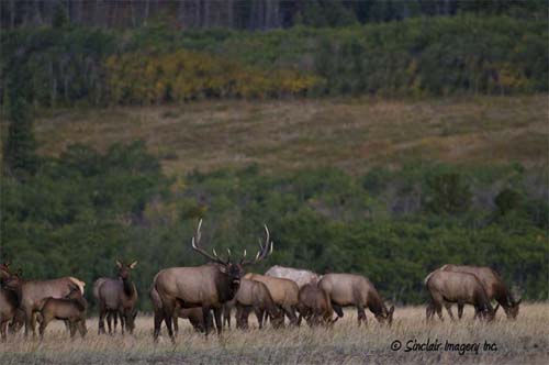 Northern Wildlife