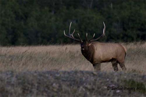Northern Wildlife