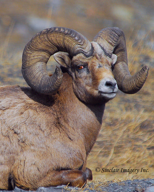 Northern Muleys