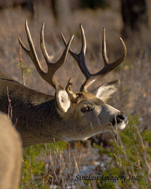 Northern Muleys