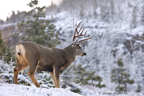 Northern Muleys