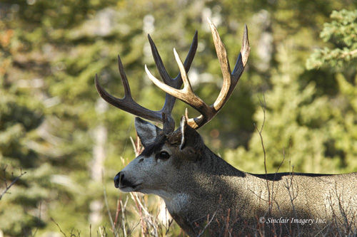 Northern Muleys