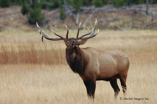 Northern Muleys