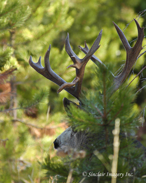 Northern Muleys