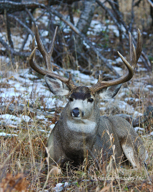 Northern Muleys