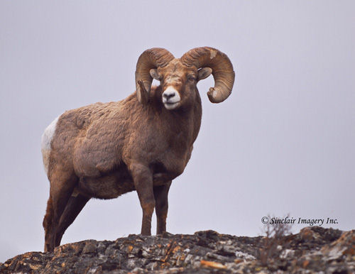 Northern Muleys