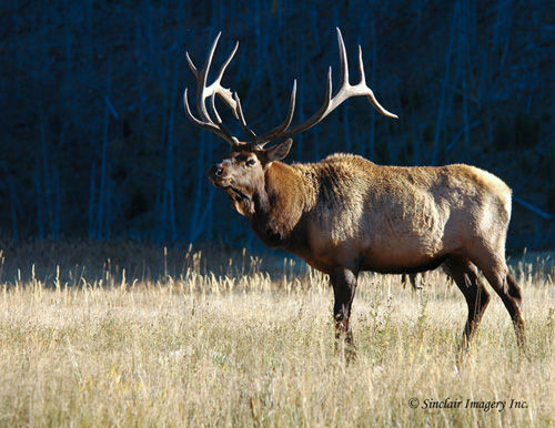 Northern Muleys