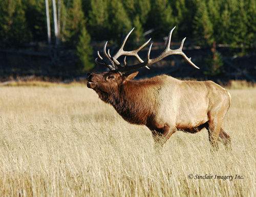 Northern Muleys