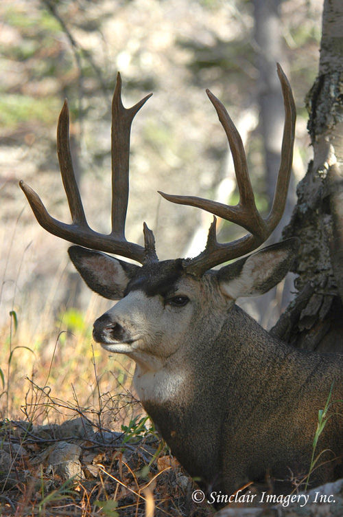 Northern Muleys