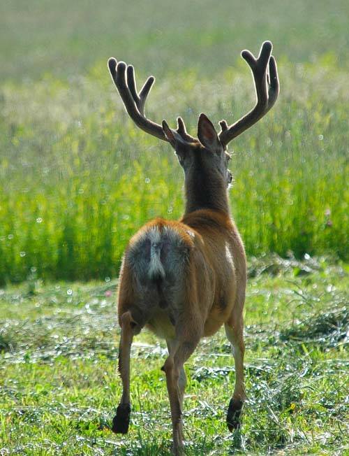 Summer Velvet