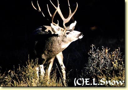Bucks