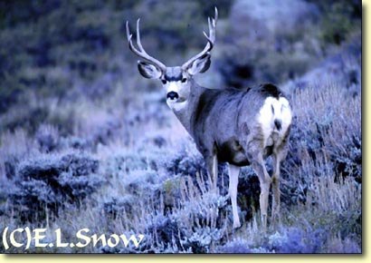 Bucks