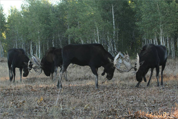 Bull Moose Gone Wild