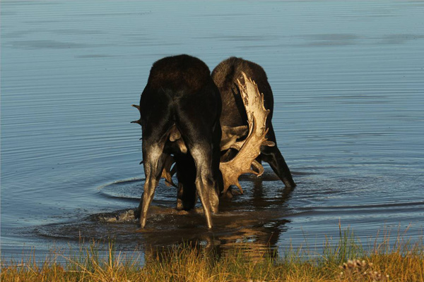 Bull Moose Gone Wild