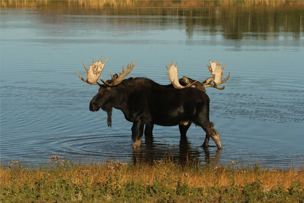 Bull Moose Gone Wild