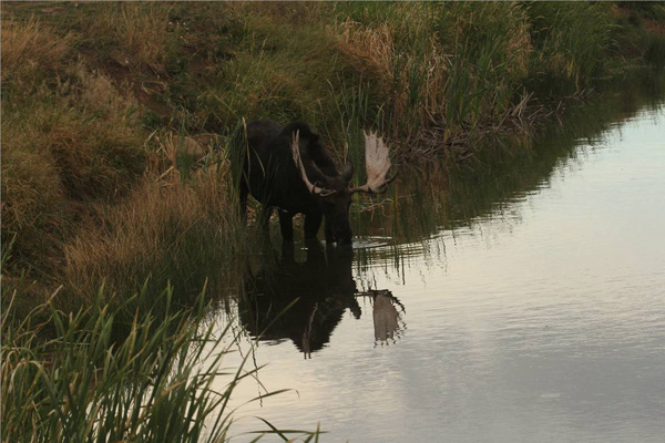 Bull Moose Gone Wild