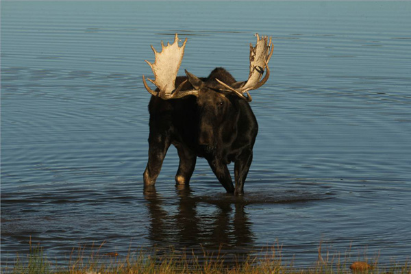 Bull Moose Gone Wild