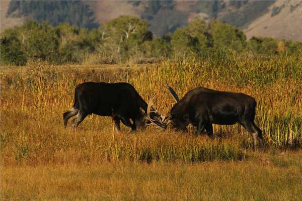 Bull Moose Gone Wild