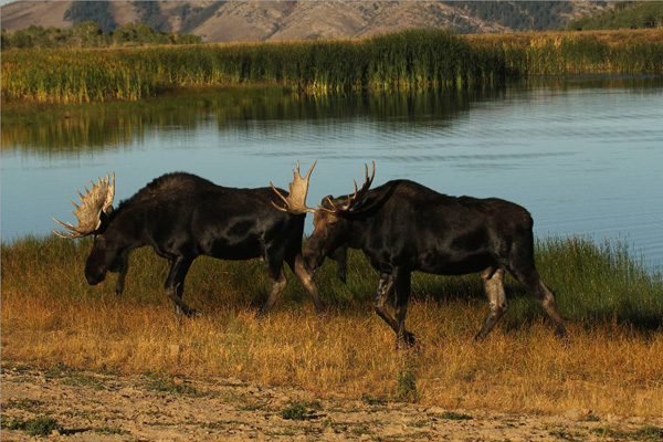 Bull Moose Gone Wild