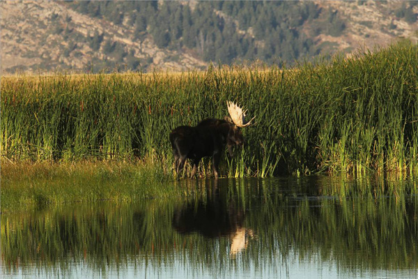 Bull Moose Gone Wild