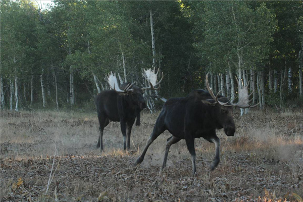 Bull Moose Gone Wild