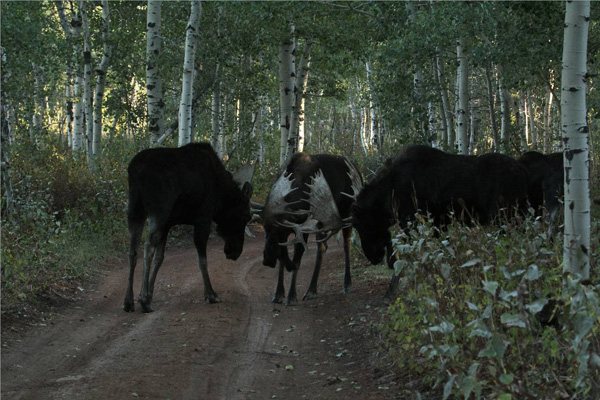 Bull Moose Gone Wild