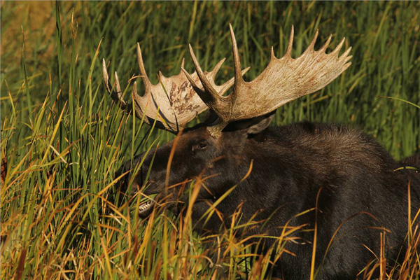 Bull Moose Gone Wild