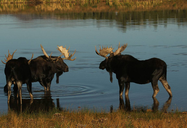 Bull Moose Gone Wild