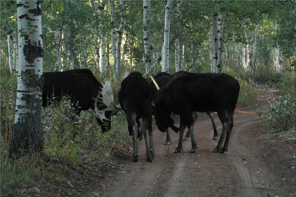 Bull Moose Gone Wild
